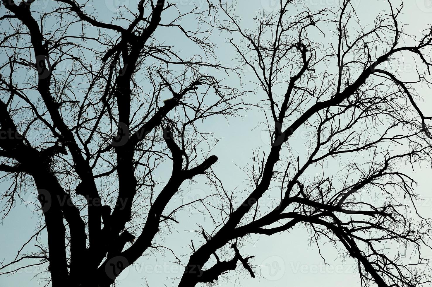 Leafless tree silhouette. View of a tree against the sky. photo