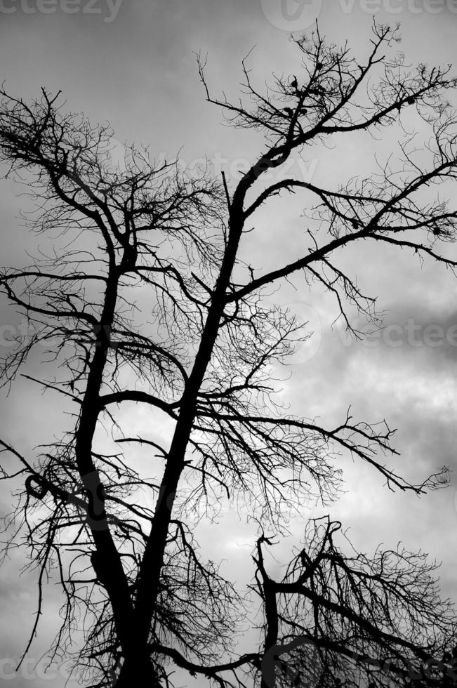 Black and white image of a bare tree during the sunset. photo