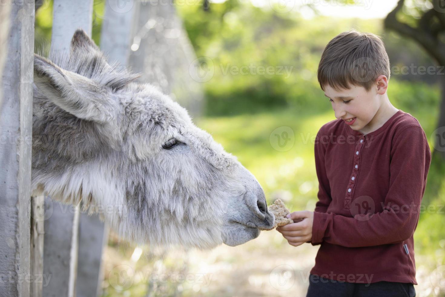 The boy feeds the donkey with bread. Child on the farm. photo