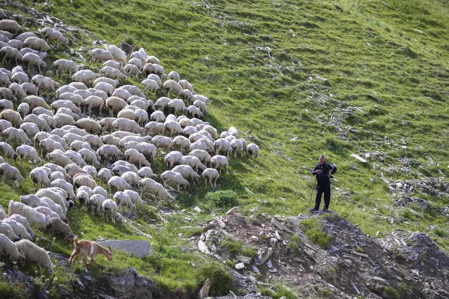 bandadas de oveja pacer en el pendientes de el montañas y el pastor relojes a ellos. foto