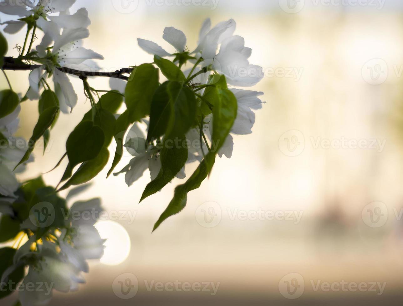 desenfocado floración manzana árbol rama. primavera. Bokeh. Copiar espacio para texto. foto