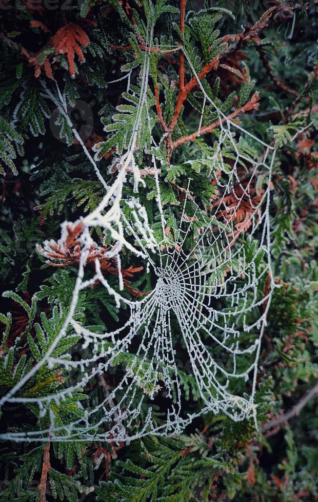 Spider web covered with hoarfrost and dew in autumn photo