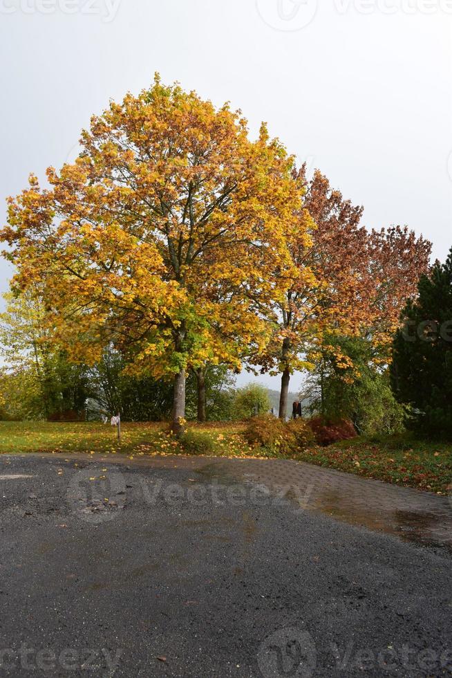 wet parking lot with autumn trees photo