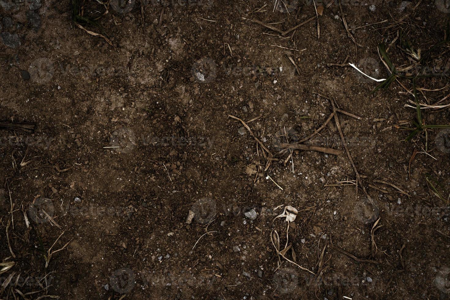 Dry twigs on the ground. Small branch falls on the dark brown ground. photo