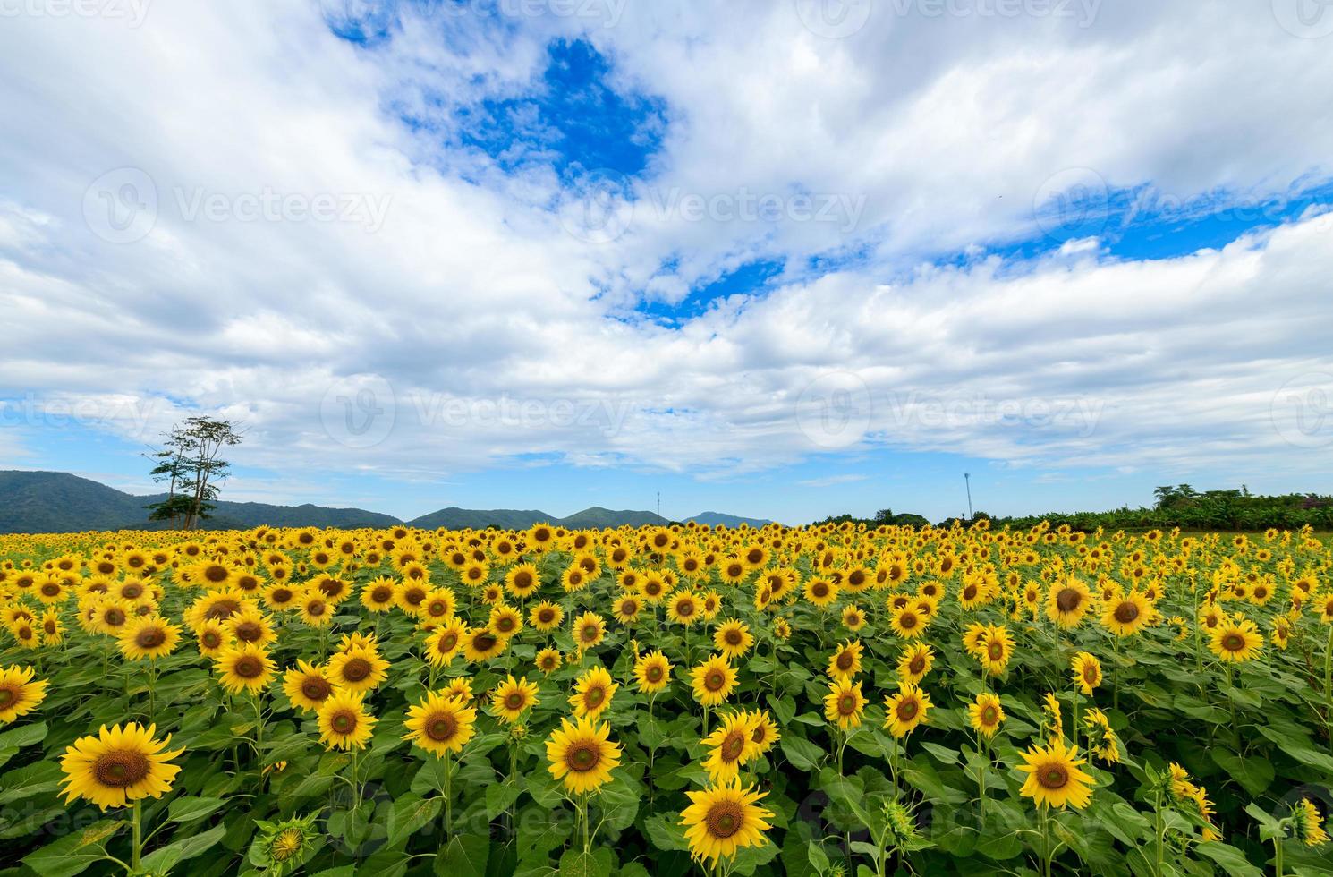 Beautiful sunflower flower blooming in sunflowers field. photo