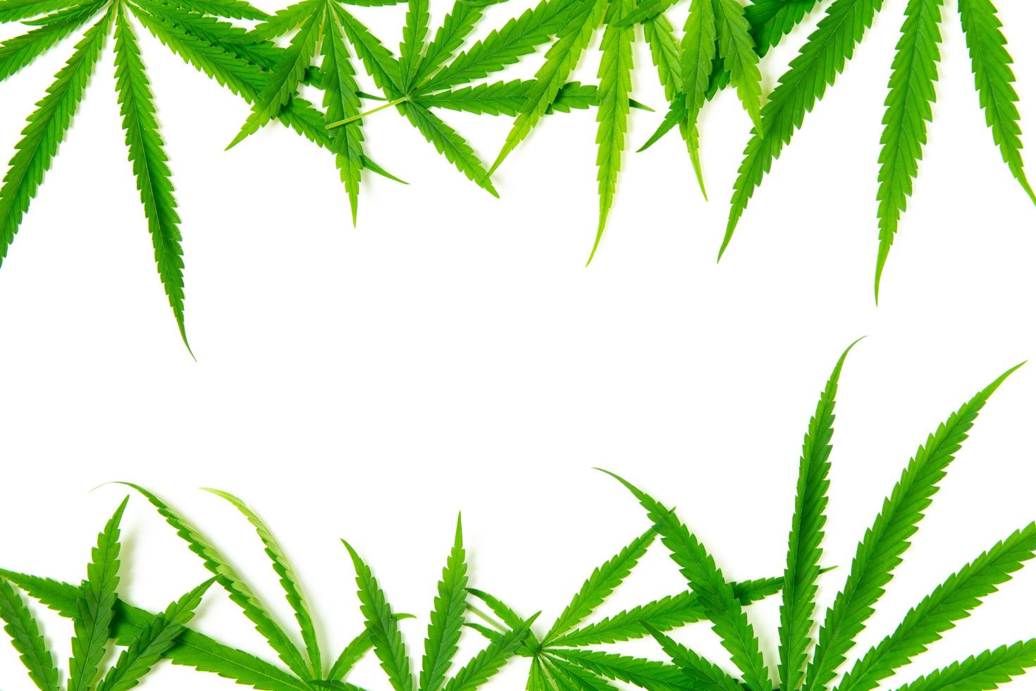 Top view of Cannabis leaf on white background,The leaves of the cannabis plant are rich in antioxidants, photo