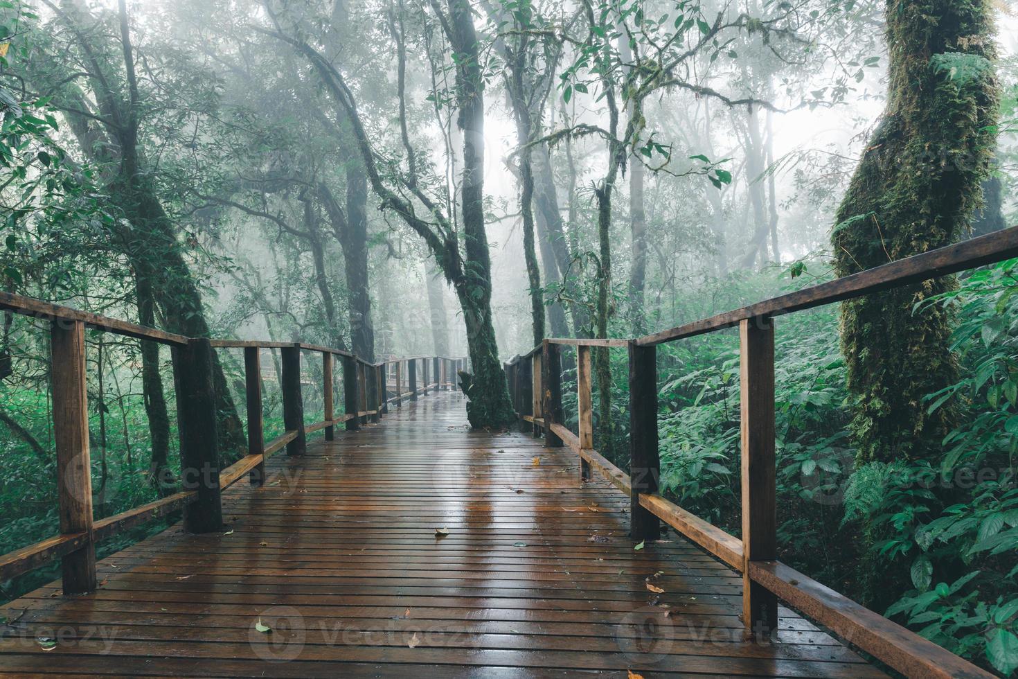 hermosa lluvia bosque o montaña bosque con de madera puente a ang ka naturaleza sendero foto