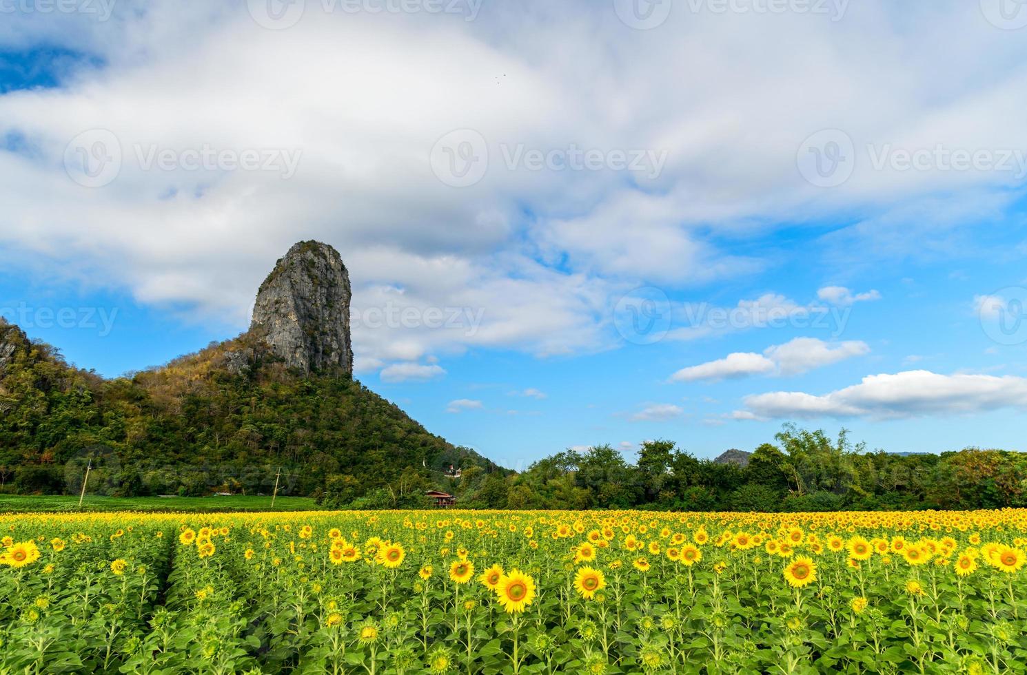 Beautiful sunflower field with mountain and white cloudy and blue sky, photo