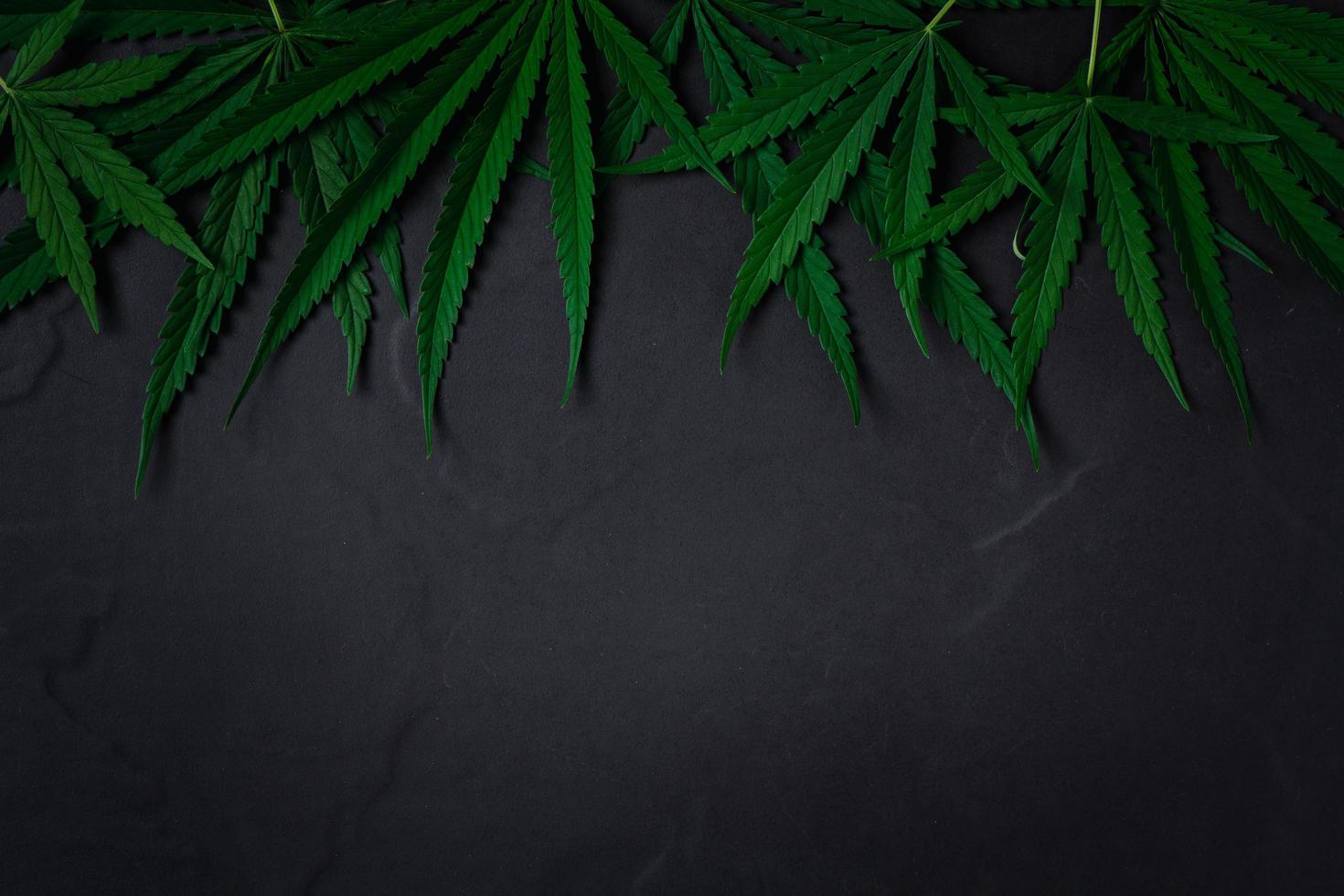 Cannabis leaves on black stone background, photo