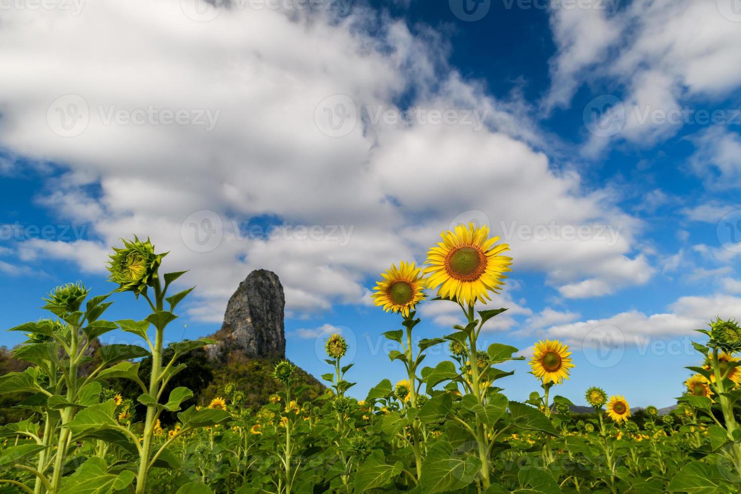 Sunflowers is blooming in the sunflower field with big mountain and blue sky photo