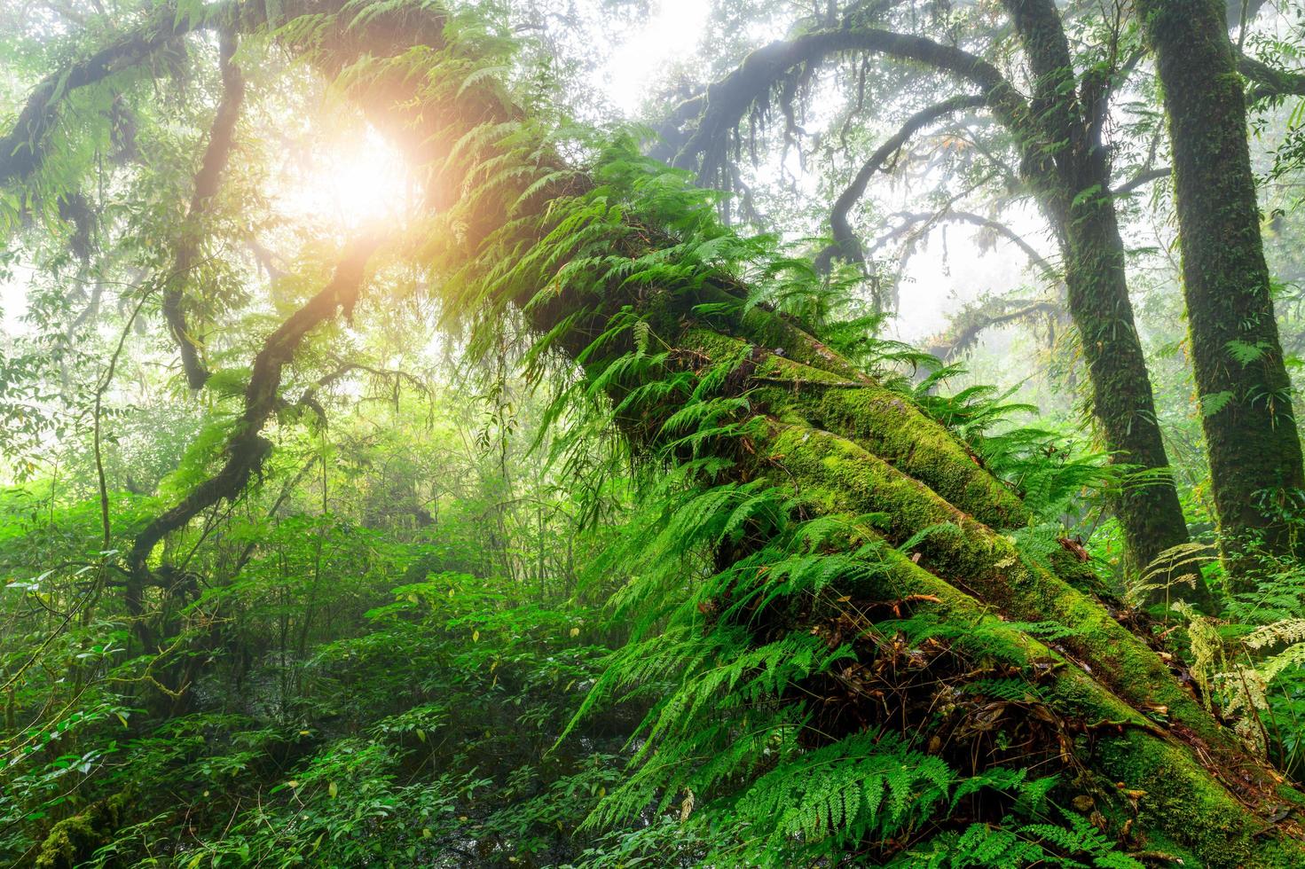 hermosa lluvia bosque o montaña bosque a ang ka naturaleza sendero en doi Inthanon nacional parque, foto