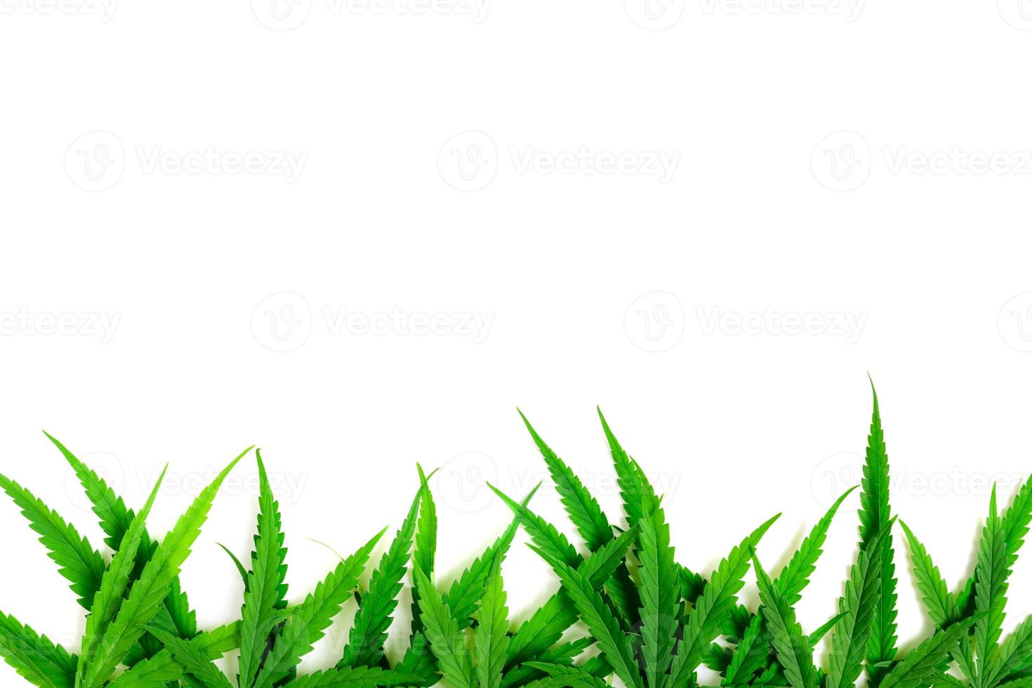 Cannabis leaves isolated on white background, photo