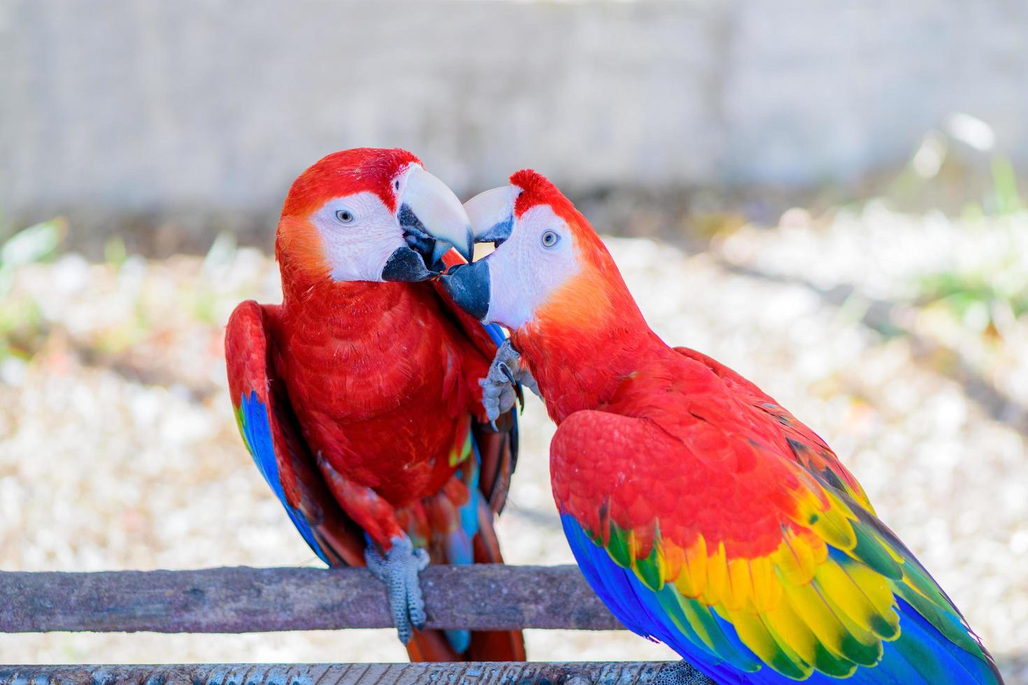 Two parrot red and yellow feather mating with love kiss, emotion bird photo