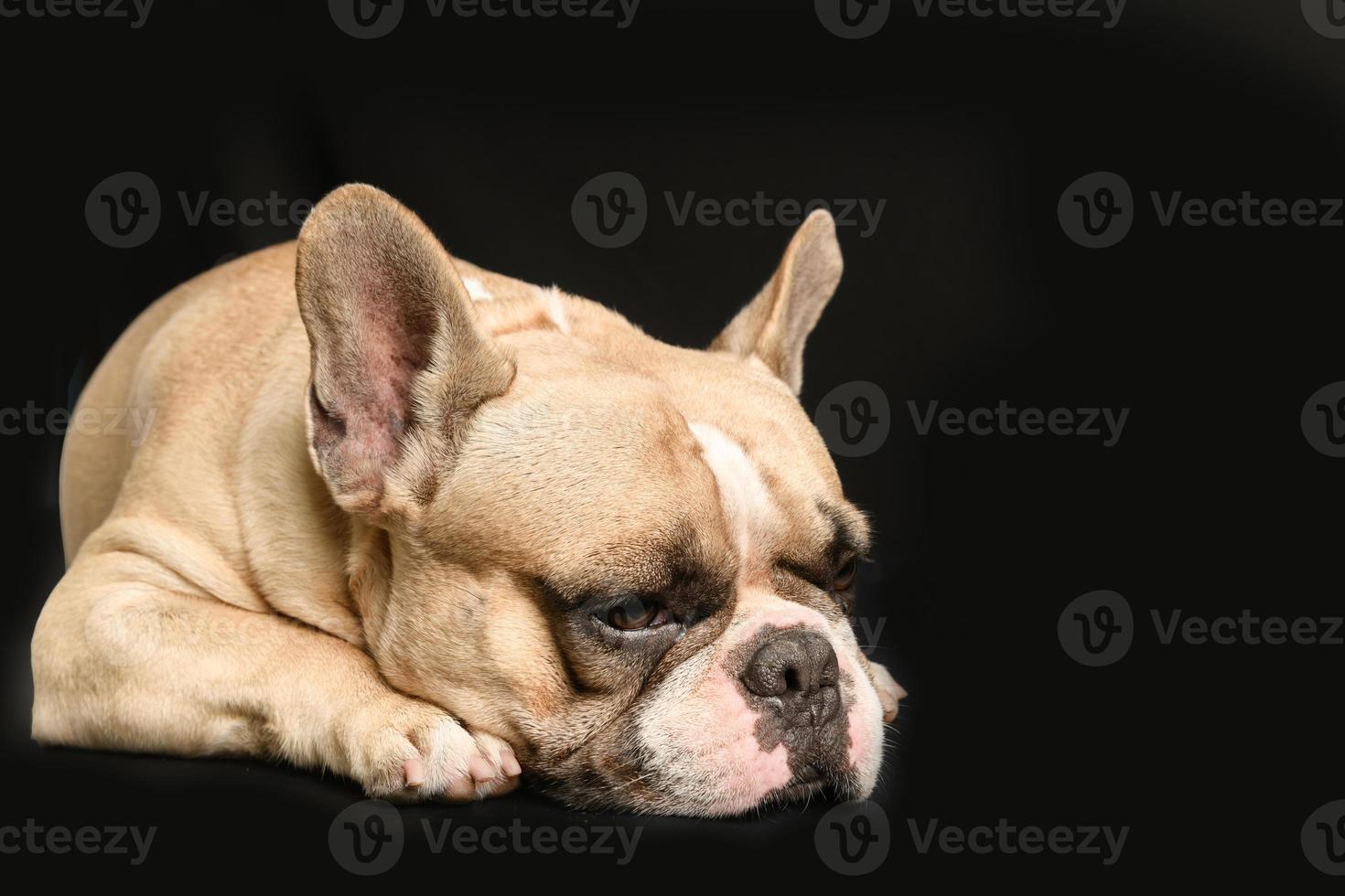 an anorexic french bulldog lying on a black background, photo