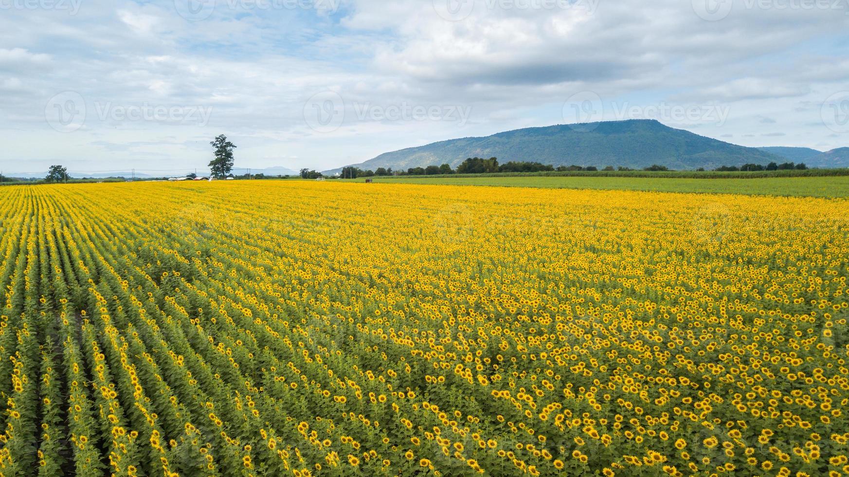aéreo hermosa girasol flor floreciente en girasoles campo. popular turista atracciones de lopburi provincia. foto