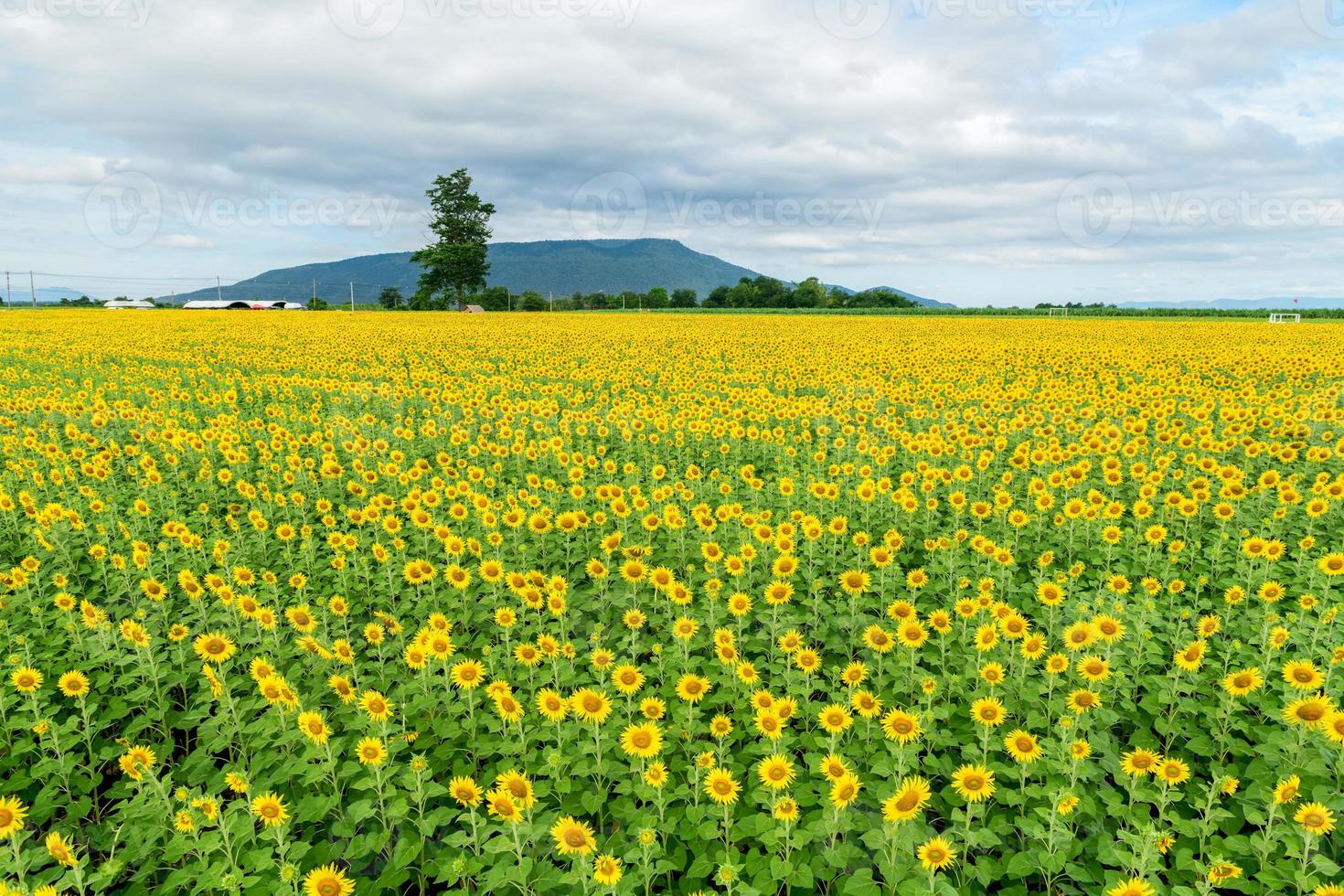 Beautiful sunflower flower blooming in sunflowers field.  flower field on winter season photo