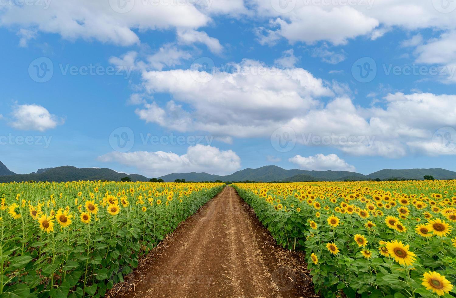 Beautiful sunflower flower blooming in sunflowers field with white cloudy and blue sky. photo