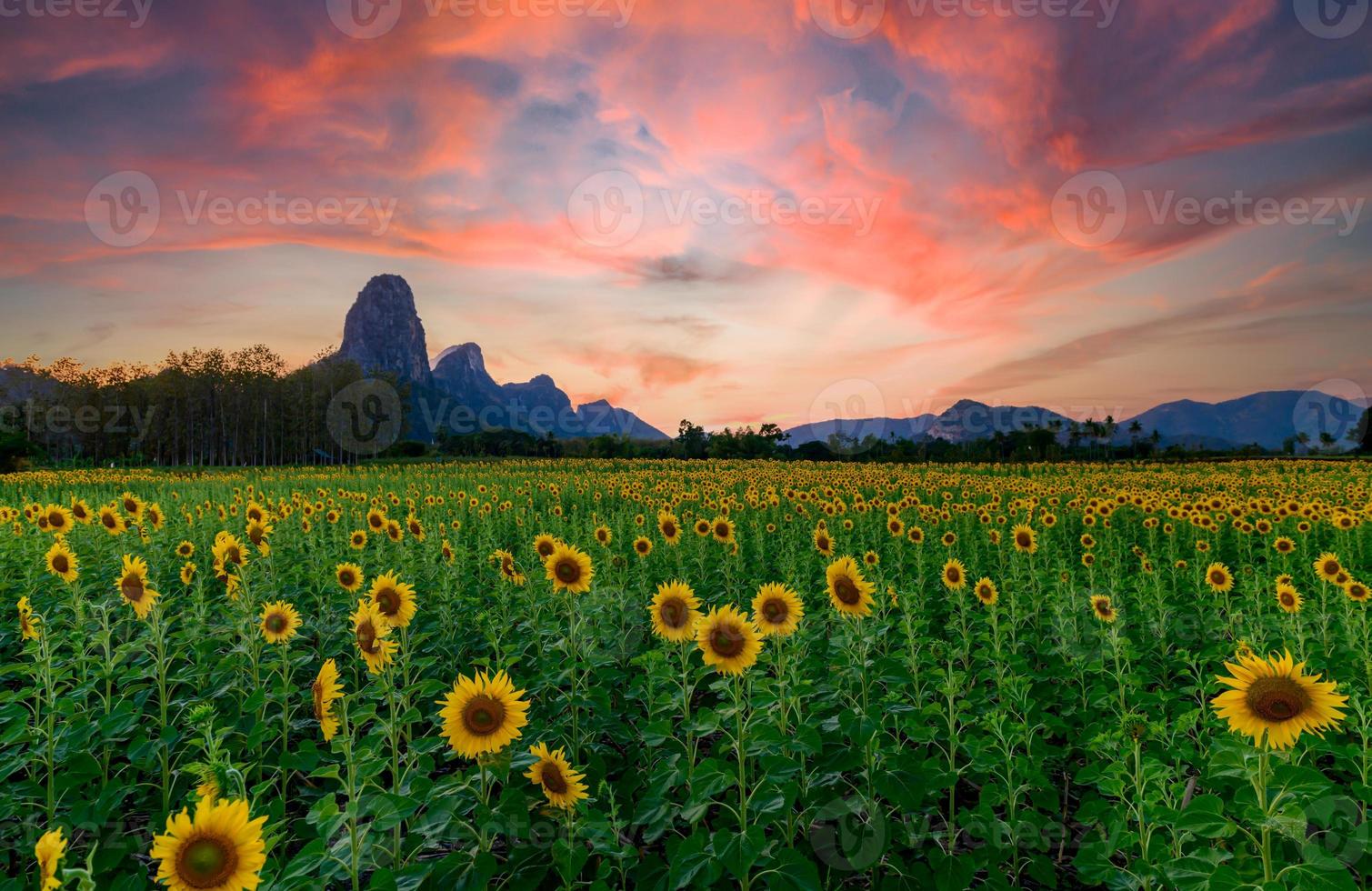 Beautiful sunflower field with Twilight sky on evening photo