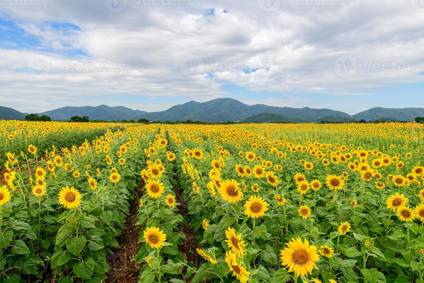 hermosa girasol flor floreciente en girasoles campo. agrícola zona concepto foto