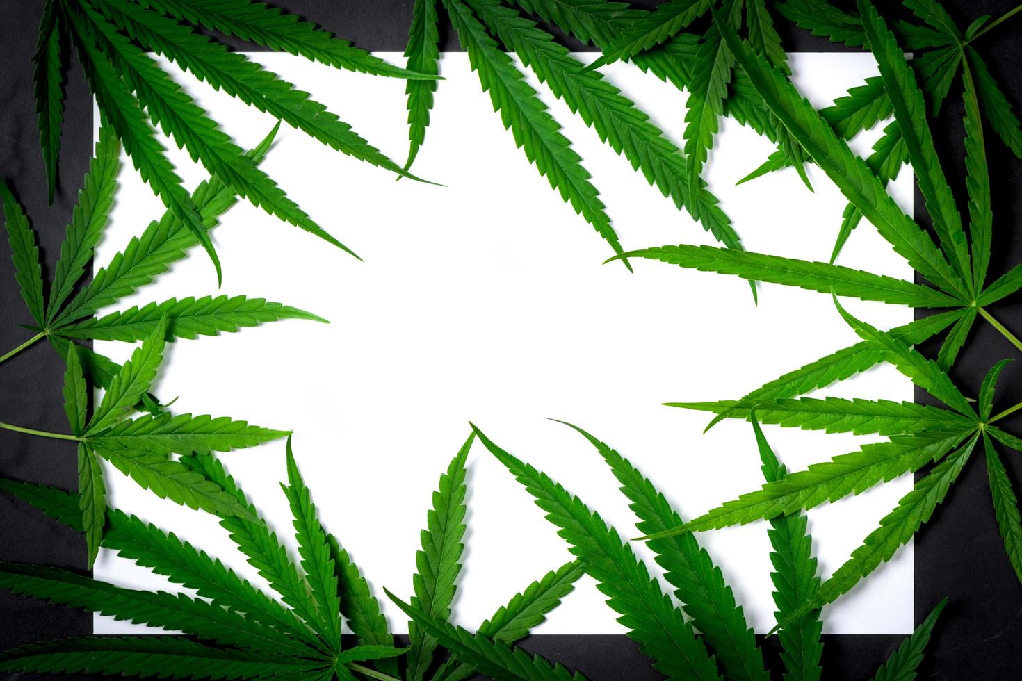 Top view of Cannabis leaf on white paper and black background photo