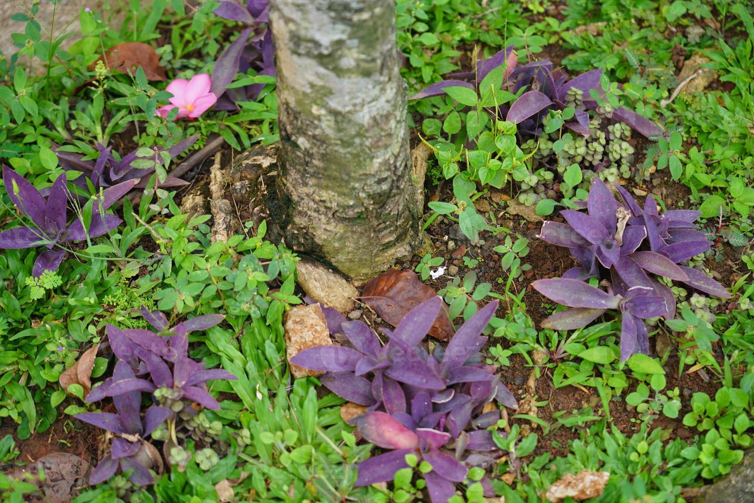 Purple Leaves in the garden photo