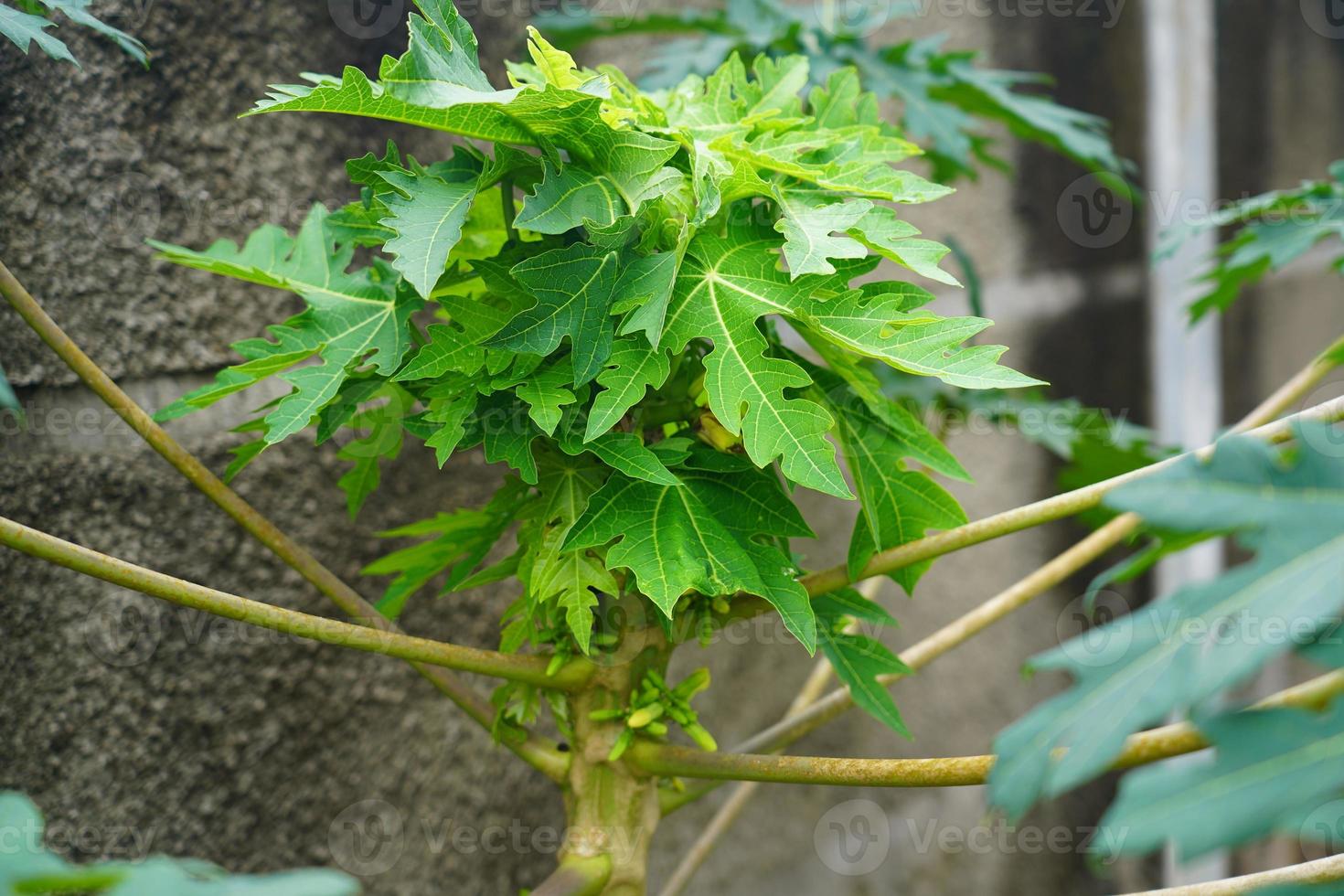 Fresh papaya green leaf texture patterns photo