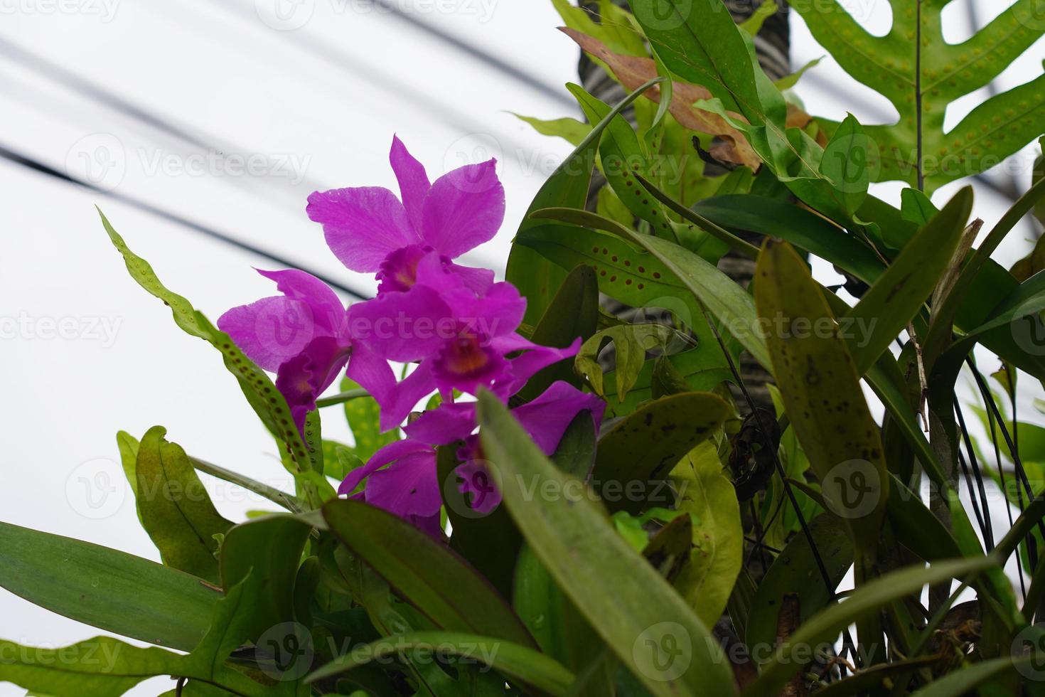 rosado phalaenopsis o polilla dendrobium orquídea flor foto