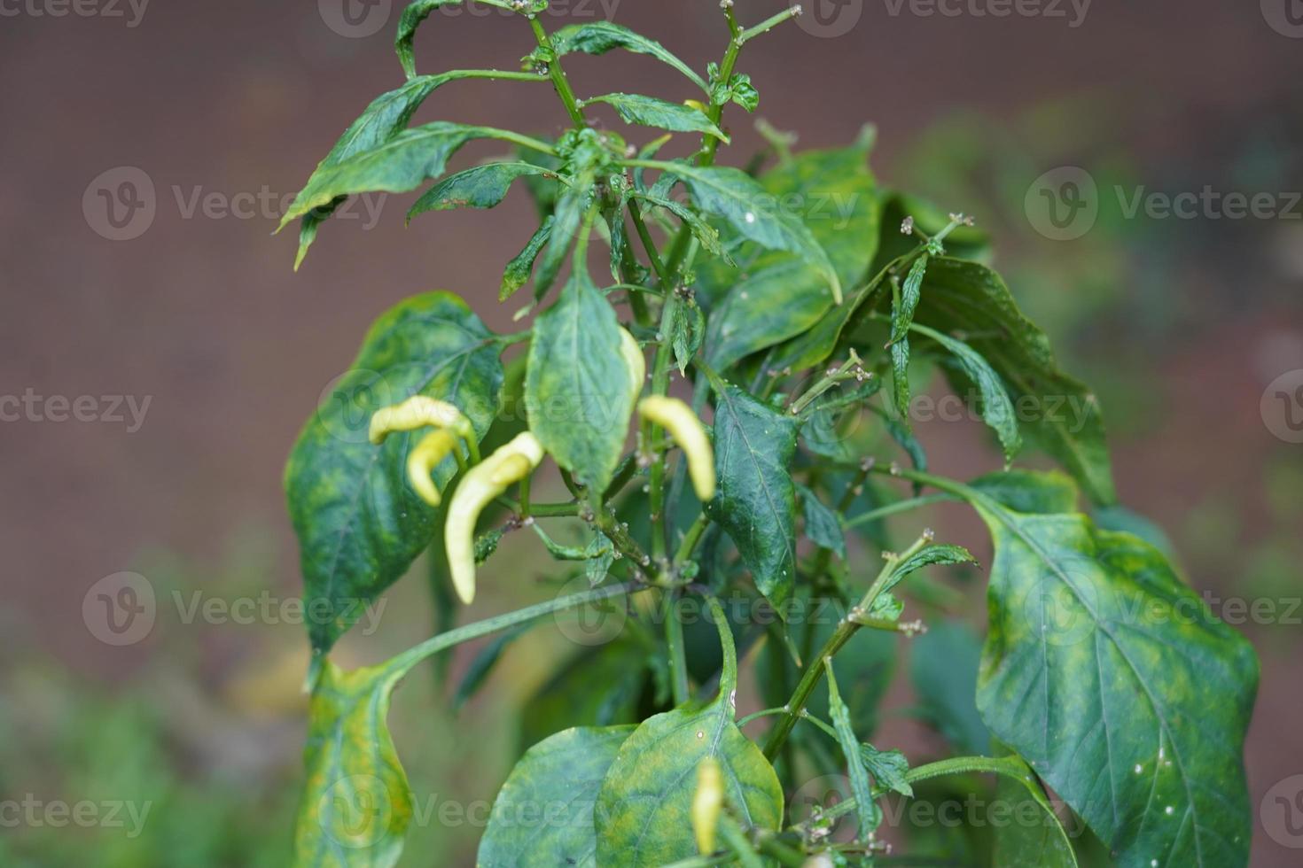 Chilli pepper growing in nature on the chili plant tree or bush photo