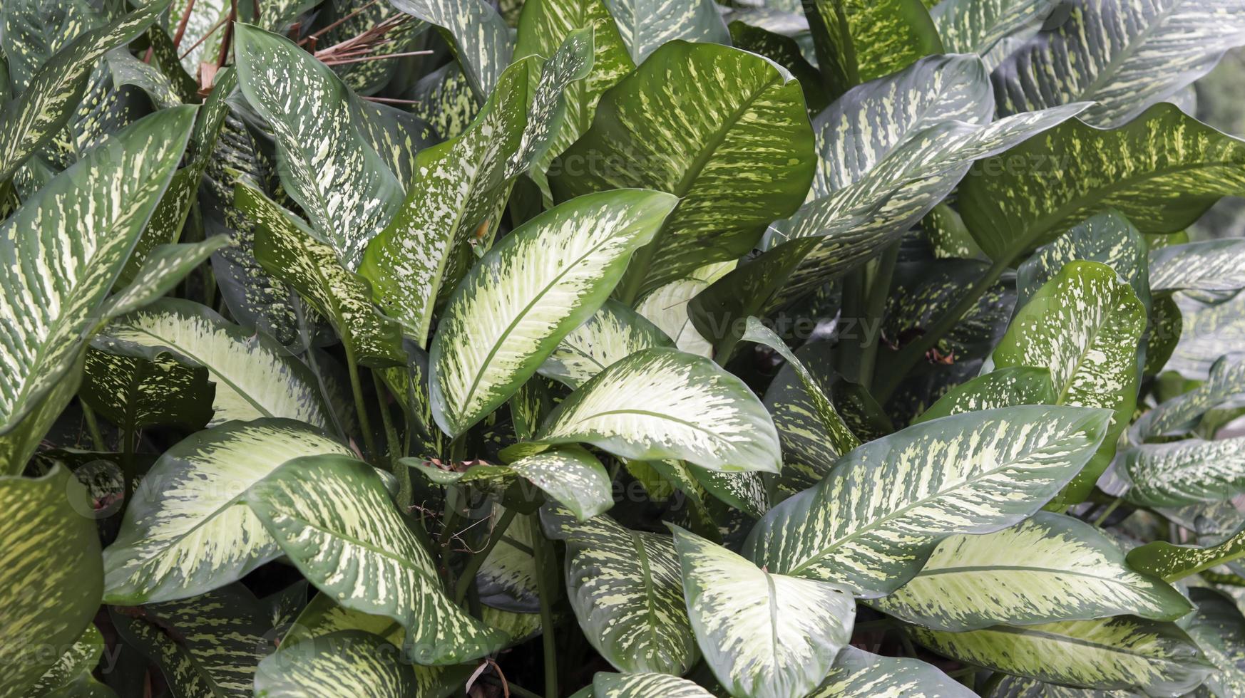 Dieffenbachia seguine, White green leaves aglonema poison plant for your pet, beautiful tropical house plant photo