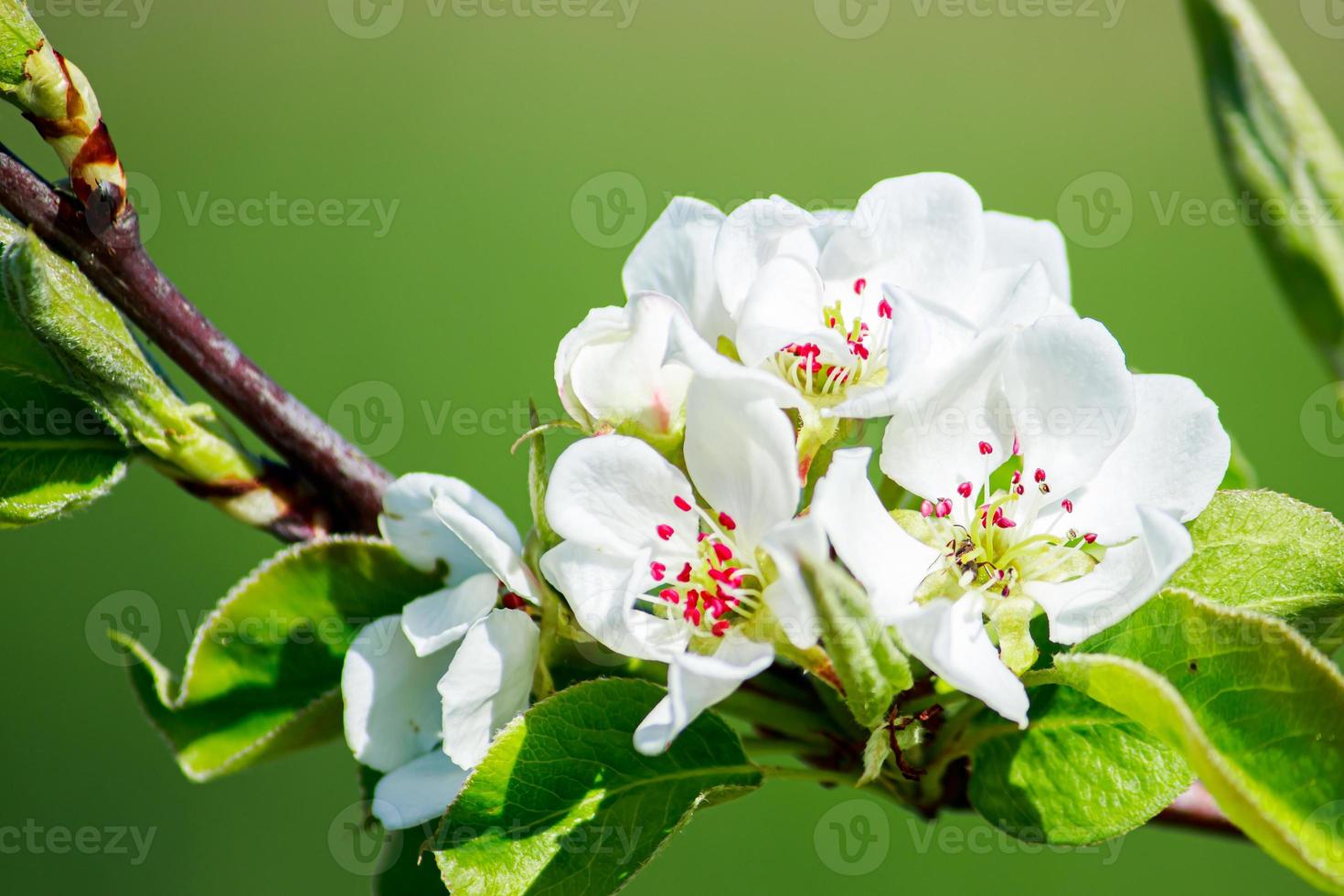 Cherry flowers on a branch close-up. Blooming tree in the garden. photo