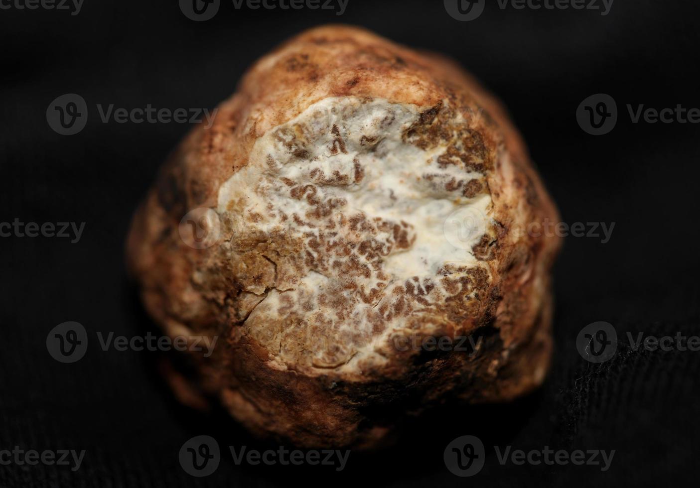 White truffle mushroom close up background botanical prints tuber magnatum family tuberaceae big size high quality picture photo