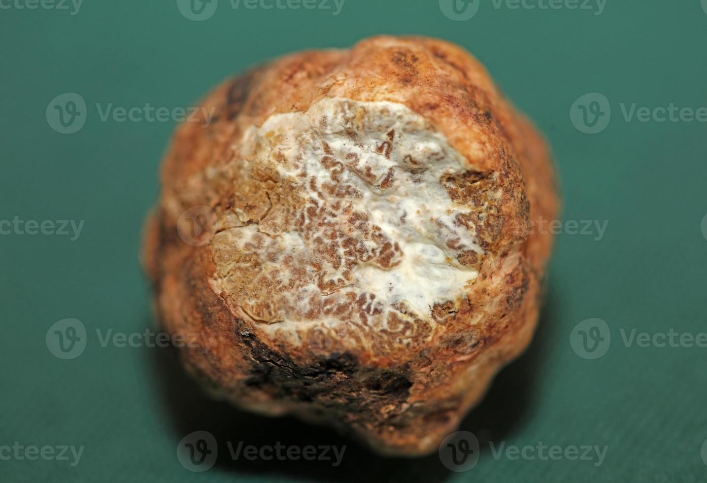 White truffle mushroom close up background botanical prints tuber magnatum family tuberaceae big size high quality picture photo