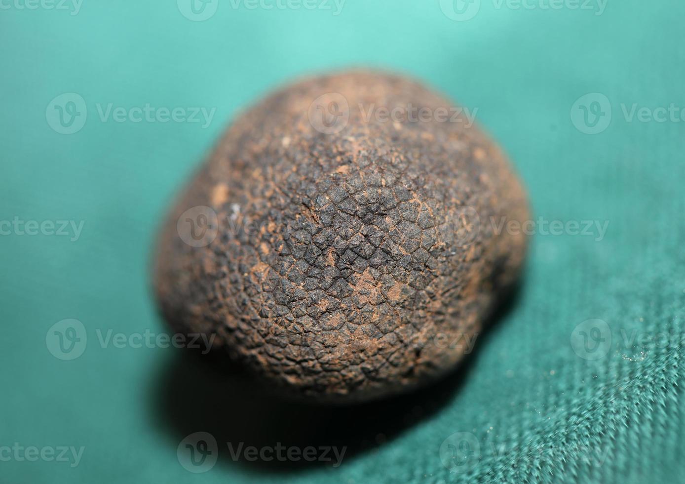 negro trufas hongos cerca arriba antecedentes tubérculo aestivum familia tuberáceas alto calidad grande Talla impresión foto