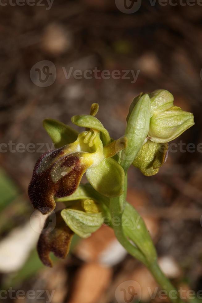 Wild orchid flower blossom close up botanical background ophrys fusca family orchidaceae high quality big size print photo