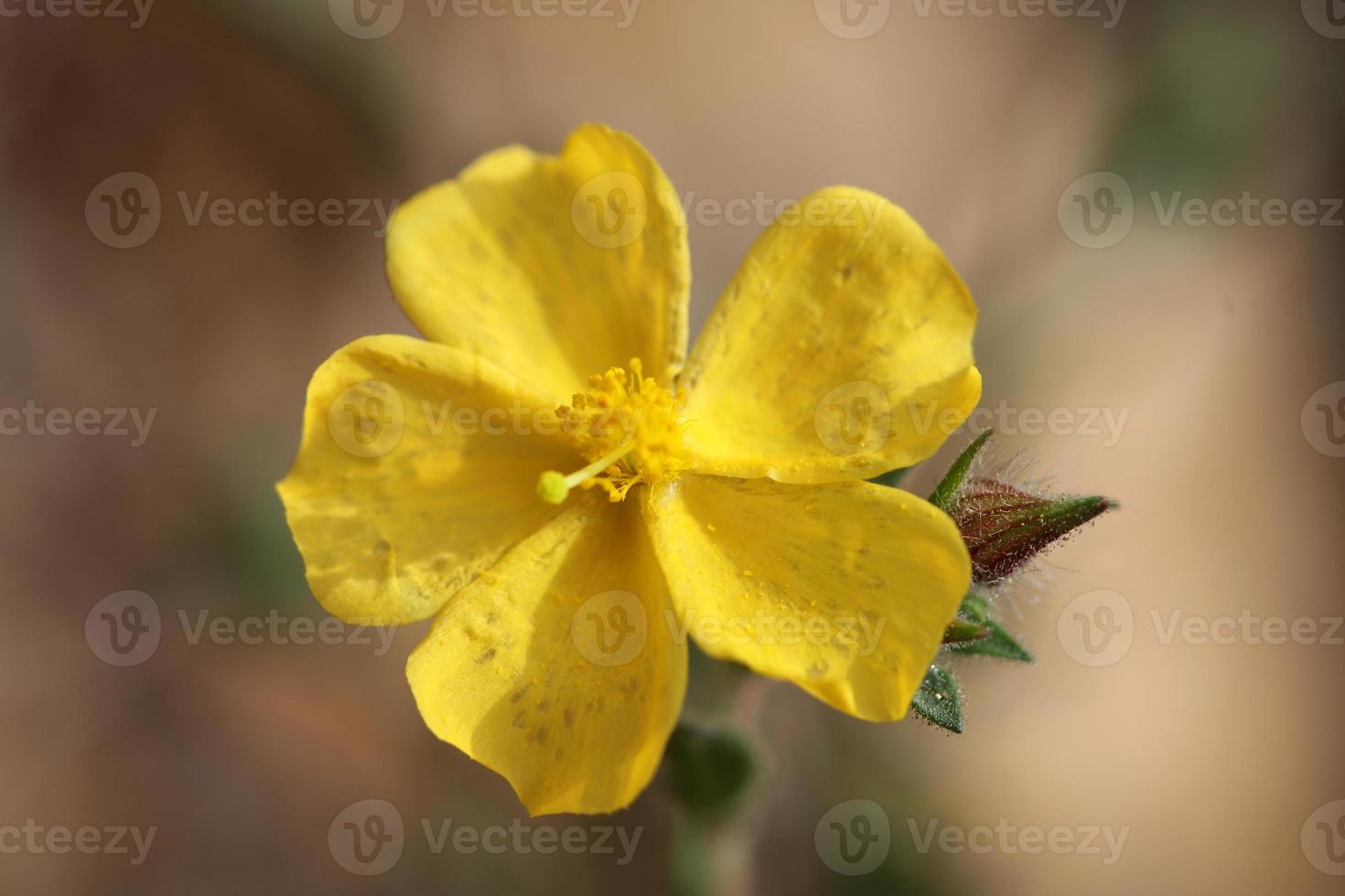 Yellow flower blossom close up background fumana arabica family cistaceae botanical big size high quality prints photo