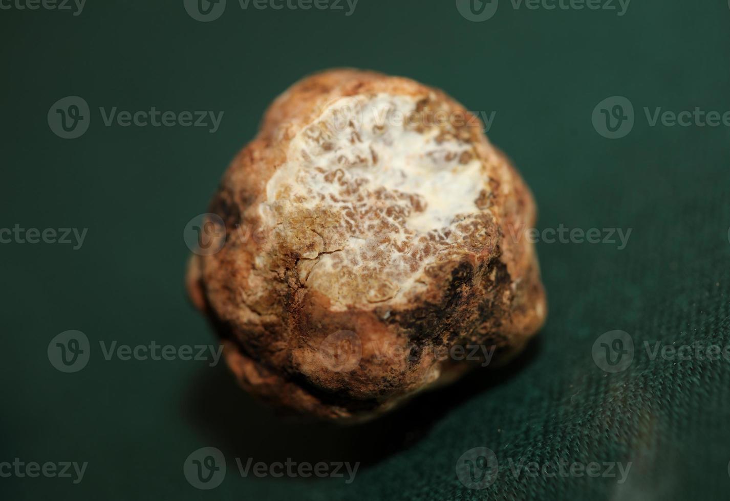 White truffle mushroom close up background botanical prints tuber magnatum family tuberaceae big size high quality picture photo