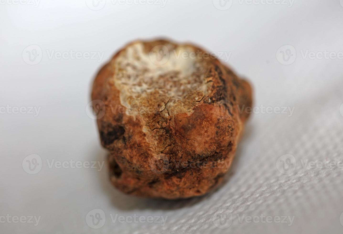 White truffle mushroom close up background botanical prints tuber magnatum family tuberaceae big size high quality picture photo