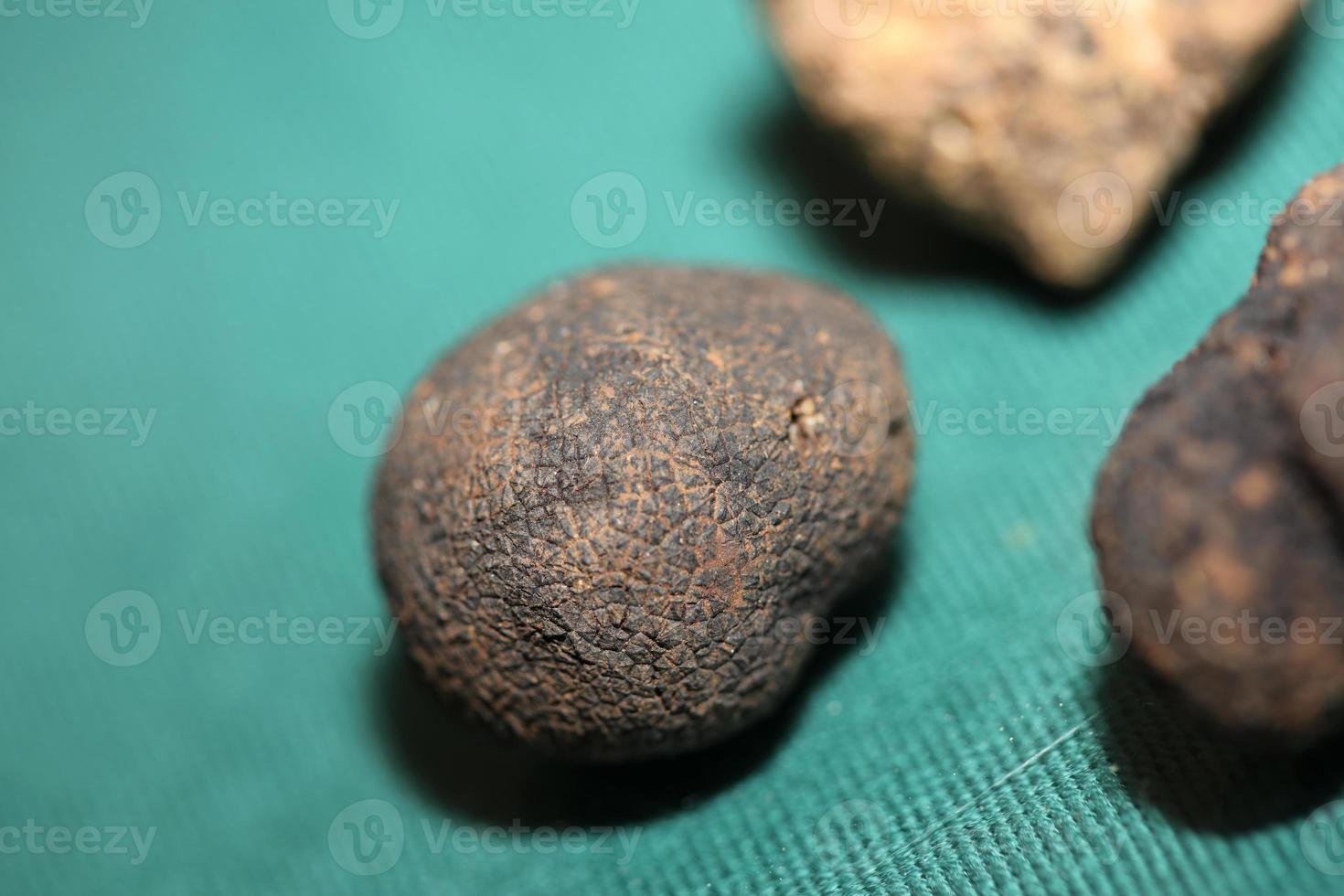 White and black truffles mushroom close up background botanical prints tuber magnatum aestivum family tuberaceae big size high quality picture photo