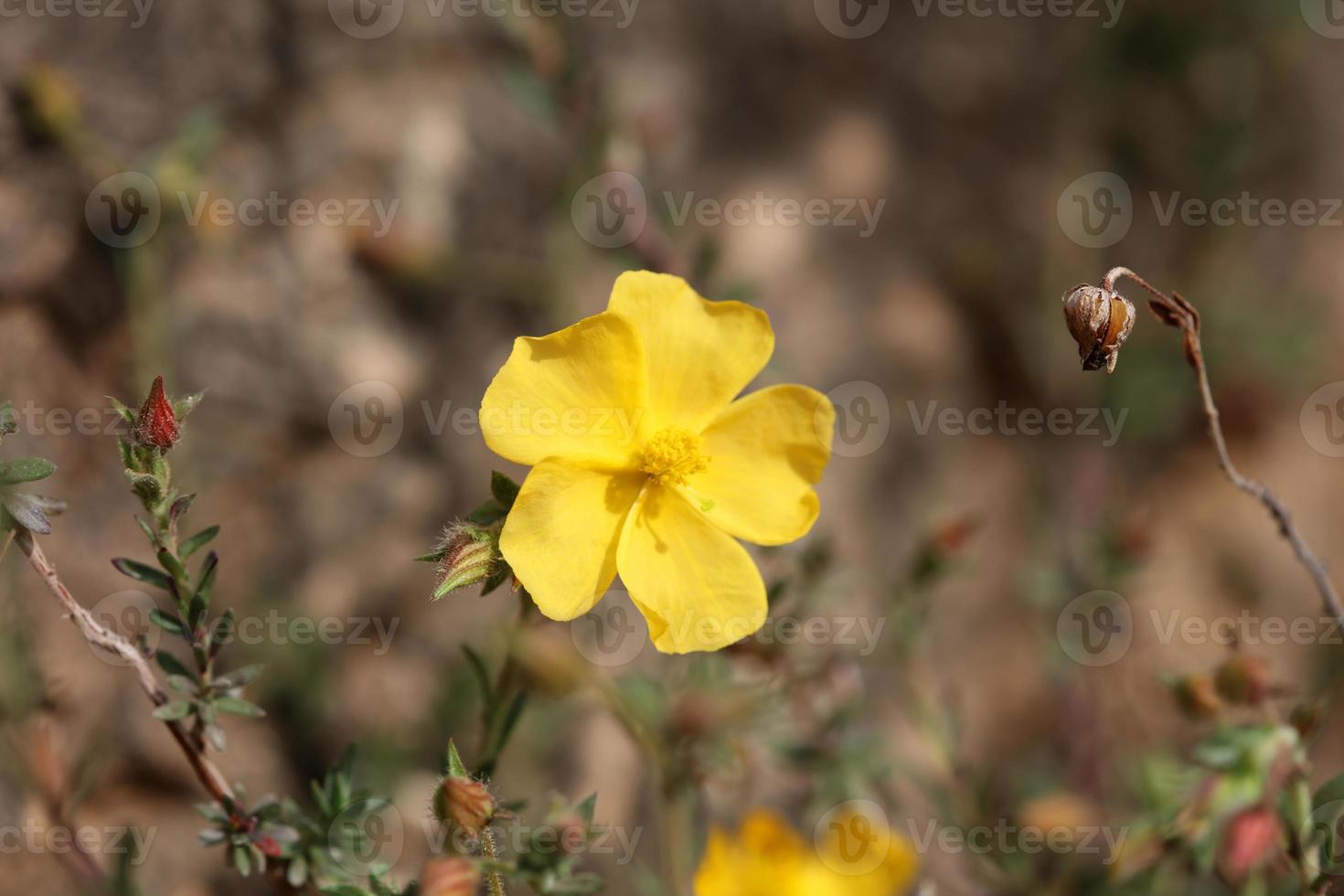 Yellow flower blossom close up background fumana arabica family cistaceae botanical big size high quality prints photo