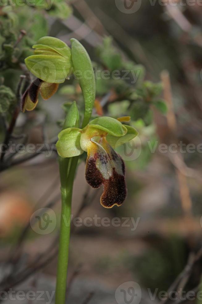 Wild orchid flower blossom close up botanical background ophrys fusca family orchidaceae high quality big size print photo