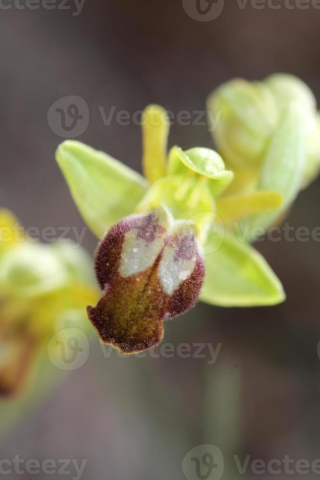 Wild orchid flower blossom close up botanical background ophrys fusca family orchidaceae high quality big size print photo