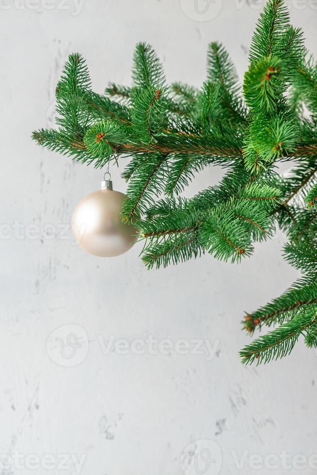 Christmas tree branch photo
