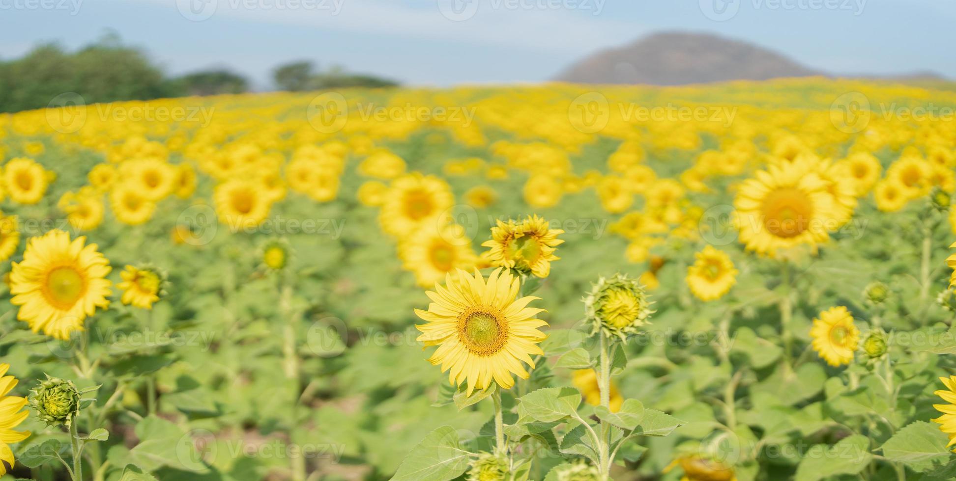 hermosa girasol en un campo a Mañana hora foto