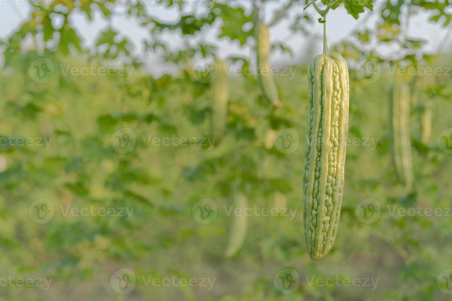 Fresh bitter gourd or bitter melon growth on tree in organic vegetable farm photo