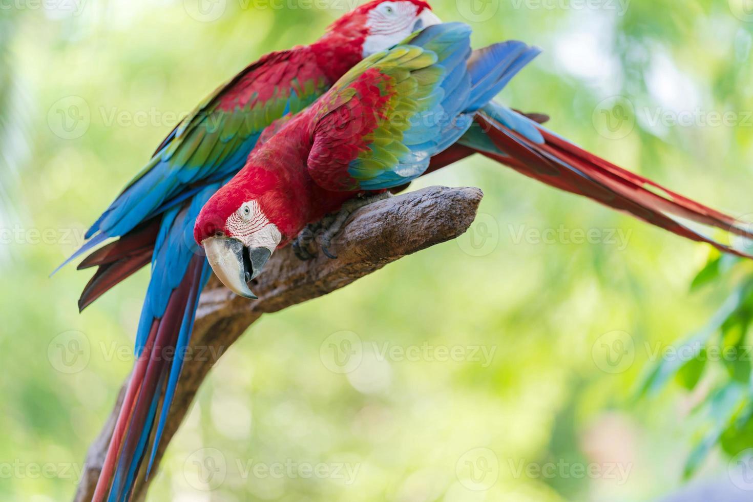 Group of colorful macaw on branches photo