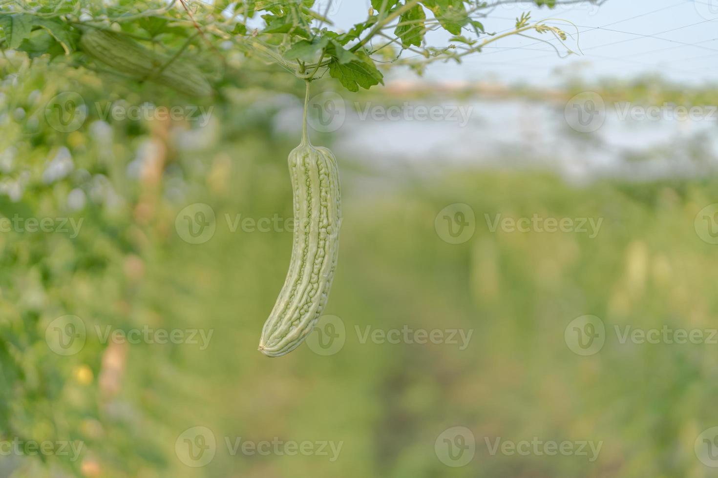 Fresh bitter gourd or bitter melon growth on tree in organic vegetable farm photo