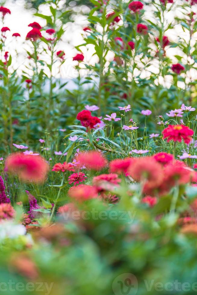 Flowers in a beautiful garden photo