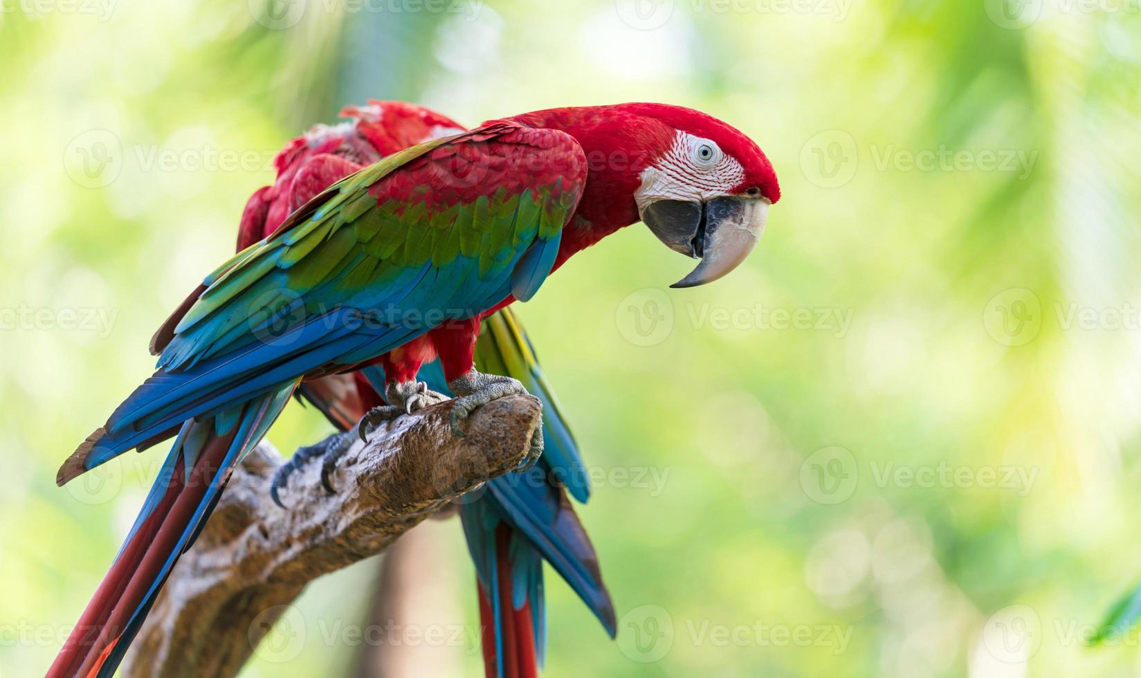 Group of colorful macaw on branches photo