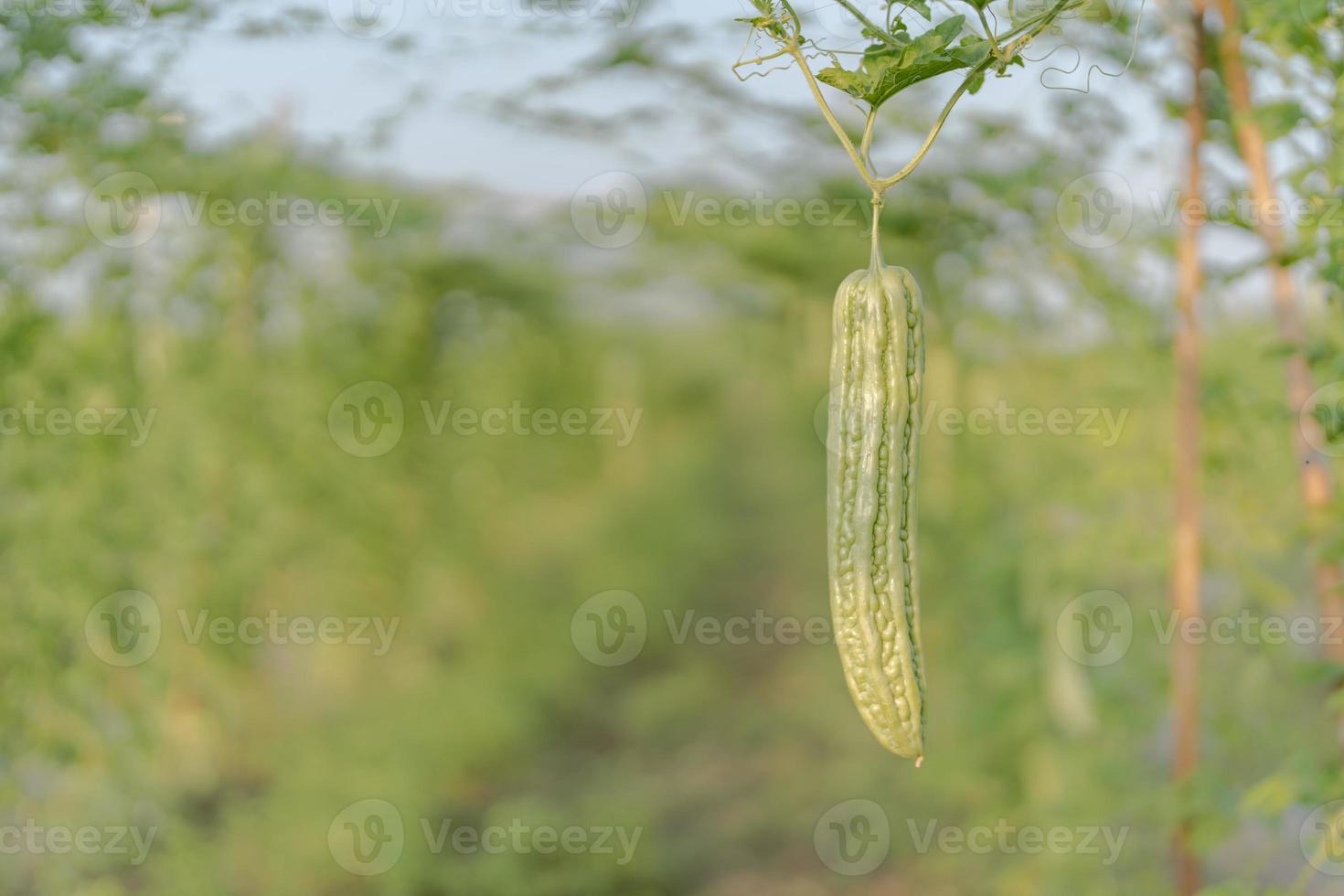 Fresh bitter gourd or bitter melon growth on tree in organic vegetable farm photo