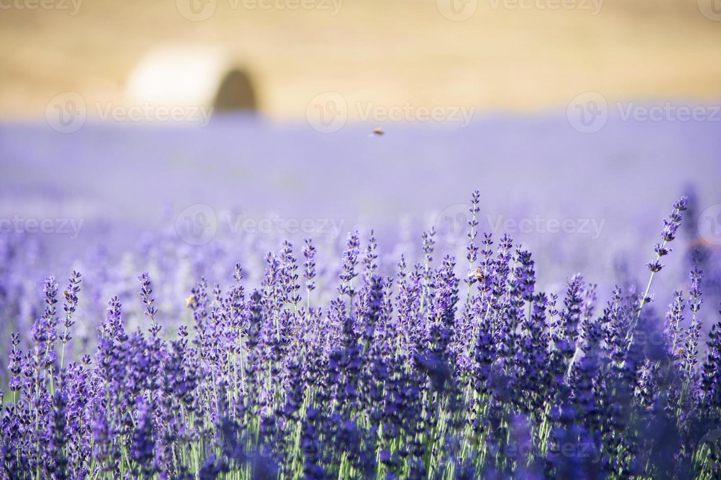 Lavender field in Italy photo